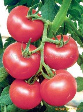 番茄种子纳普拉斯