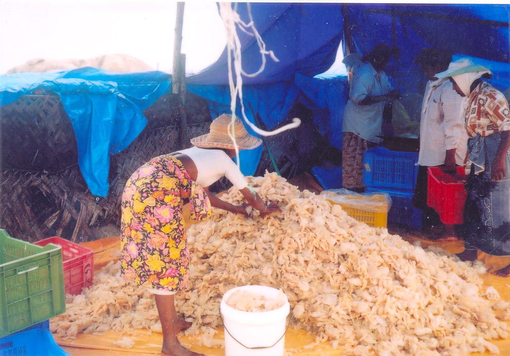 dried salted jelly fish legs from india 3