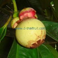 Mangosteen 2