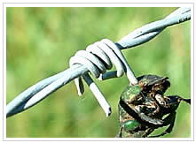  Barbed Wire