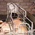 farrowing crate 2