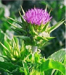 Milk Thistle extract