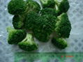 iqf broccoli