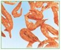 gammarus,red shrimp