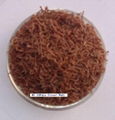 freeze dried bloodworm 1