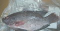 Frozen Tilapia 1