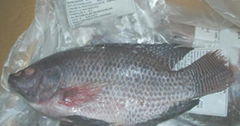 Frozen Tilapia