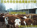 牛羊價格-牛羊交易行情-牛 山東牧牛場/羊場
