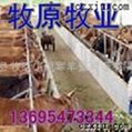 北京肉牛養殖，北京養殖牛，北京養牛場，養牛場