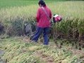 河南新款小型水稻收割機