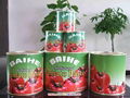 tomato paste 2