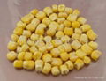 Freeze dried sweet corn 1