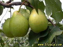 Tianjin pear