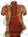 Horror Latex Body - Halloween Decoration 3