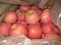 Yantai Fresh Red Fuji Apple 5