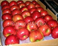 Yantai Fresh Red Fuji Apple