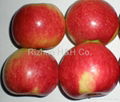 Yantai Fresh Red Fuji Apple 3