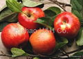 Yantai Fresh Red Fuji Apple 2