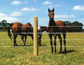 horse fence