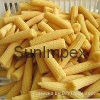 Canned Baby Corn 2