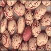 Light Speckled Kidney beans （round shape) 1