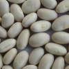 White Kidney beans (Bashake Type)