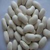 White Kidney beans (Japanese Type)(Bashake Type)