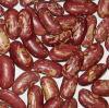 Purple Speckled Kidney beans