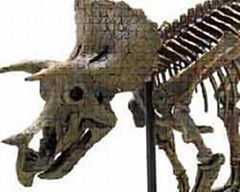 dinosaur skeleton model