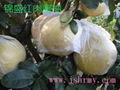 海南農科院引種紅肉蜜柚 5