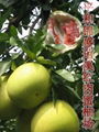 柑桔類新品種-----紅肉蜜柚 1