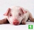 江苏鸿博猪业常年对外低价销售瘦肉型三元良种苗猪仔猪