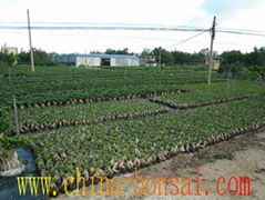 Banyan Bonsai (Xiamen) Co.,Ltd