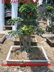 Ficus microcarpa bonsai