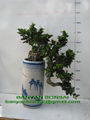 Ficus Microcarpa Bonsai ( S shape style)