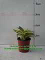 Snake plant and Sansevieria trifasciata