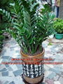 Zamioculcas zamiifolia  1