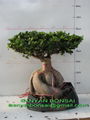 Ficus Microcarpa Ginseng