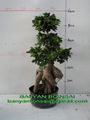 Ficus Microcarpa Ginseng