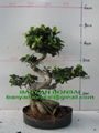 Ficus Microcarpa Bonsai