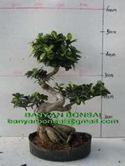 Ficus Microcarpa Bonsai 