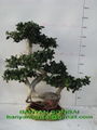 Ficus microcarpa Bonsai 1