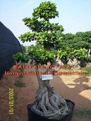 Ficus Microcarpa bonsai