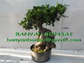 Ficus microcarpa Ginseng Root