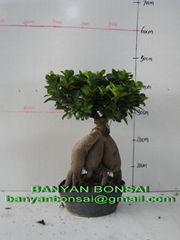 ficus microcarpa ginseng root