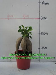 ficus microcarpa ginseng 