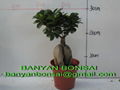 Ficus microcarpa Ginseng Root