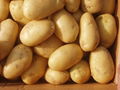 fresh potato 1