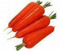 carrot