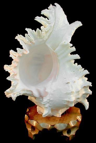 exquisite seashell lamp 5